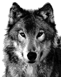 Discover Black & White Wolf Portrait