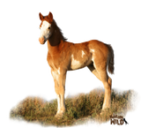 Discover Mustang Wild Foal