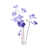 Discover purple Cape primrose flowers watercolor
