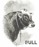 Discover Vintage Bull