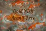 Discover Goldfish aren't free anti-spying