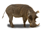 Discover WARTHOGS