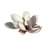 Discover magnolia flower polo