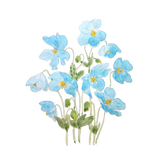 Discover blue Himalayan blue poppy ink and  watercolor Polo