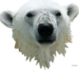 Discover Polar Bear Nano .