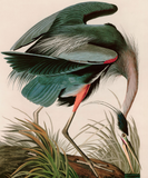 Discover Great Blue Heron Birds of America Audubon Print T-