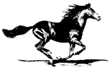 Discover Black Stallion Horse Graphic