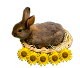 Discover Cute baby rabbit