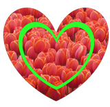 Discover Red Tulips Field Heart Border App.