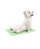 Discover West Highland White Terrier Dog Yoga Pose Meditati