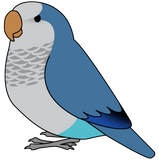 Discover Fluffy blue quaker parrot cartoon drawing