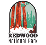 Discover Redwood National Park In Winter California Vintage