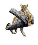 Discover Leopard Tree Art Animal Africa Safari Hunting Gift