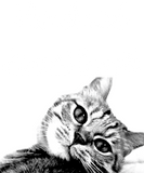 Discover Cat Poets Jean de La Fontaine I bend do not break
