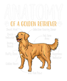 Discover Golden Retriever Dog Anatomy