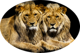 Discover Dangerous Predator Lions