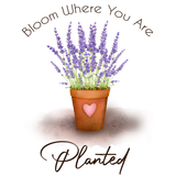 Discover Pretty purple lavender plant pot bloom planted