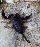 Discover Scorpion of the species Euscorpius italicus