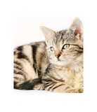 Discover World's Best Cat Dad Custom Photo Personalized