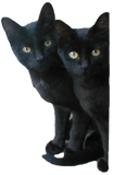 Discover Black Kittens