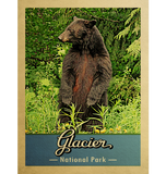 Discover Glacier National Park Bear Vintage Travel