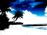 Discover Blue Black White palm Tree Silhouette