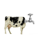 Discover Tapped Cow