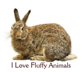Discover Fluffy Bunny Rabbit