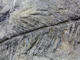 Discover Fossil Plant