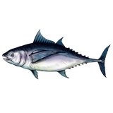 Discover Super Tuna Polo