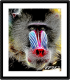 Discover Primate Models: Mandrill baboon 01-02