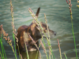Discover Dog in Pond Abstract Photography