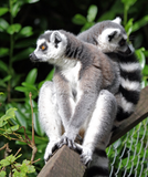 Discover Lemur ring-tailed cute photo