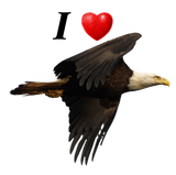 Discover I Heart Eagles Flying Bald Eagle