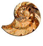 Discover Cleoniceras Cleon Ammonite Fossil