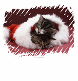 Discover Kittens asleep together in Christmas hat