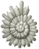 Discover Calcarina clavigera Ernst Haeckel Fine Art