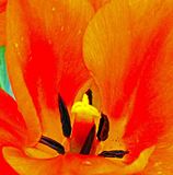 Discover Orange Tulip