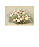 Discover Vintage Odontoglossum Roezlii Orchids Flowers And