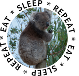 Discover Cute Koala Australia Eat Sleep Repeat Baby Blue