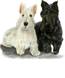 Discover Scottish Terriers , Canine Sweat