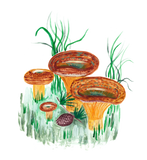 Discover Watercolor Mushroom