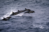 Discover Short-beaked common dolphin