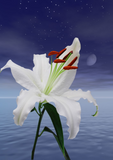 Discover A beautiful lily in the moonlight