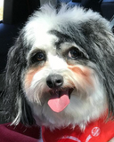 Discover Cute K-Cee Zuchon Dog Car Ride