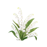 Discover white lily of valley watercolor
