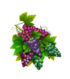Discover Port-ugal port wine cellar grape illustration fun