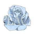 Discover Charity Peace Blue Rose