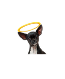 Discover Holy Dog Chihuahua