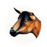 Discover Oberhasli Goat Art